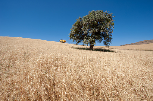 Distant view of single tree and Harvester