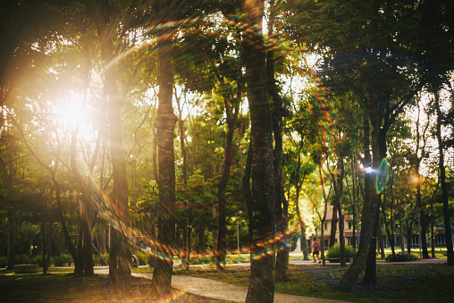 public park with lens flare direct sunlight in the morning