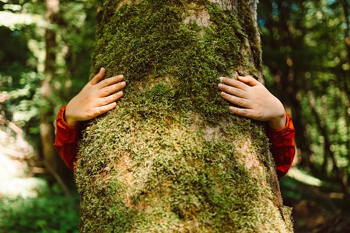Closeup hands of woman hugging tree in forest, Nature conservation, environmental protection. Wild nature, wild life. Earth Day. Traveler girl in a beautiful green forest. Conservation, ecology, environment concept.