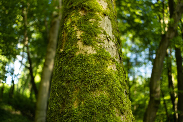 istock Bottom view of forest trees. Nature green wood sunlight backgrounds. 1496598742