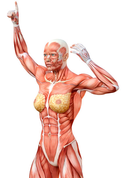 3D rendering of a female figure with muscle maps isolated on white background