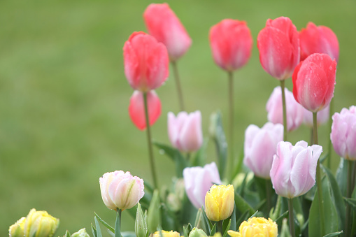 Colorful field with blooming tulips in different colors. Holland tulips bloom in an orangery in spring season.