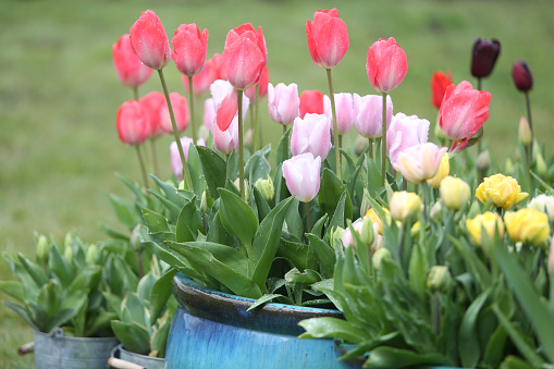 Close up of pink garden tulips (tulipa gesneriana) in plant pots