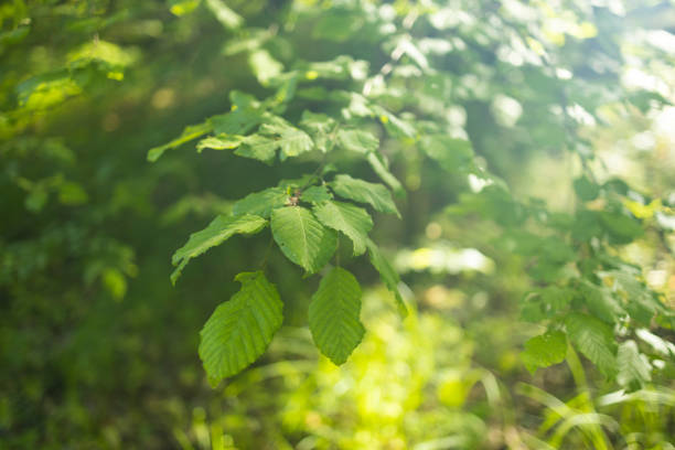 Into the forest. Nature composition. Beautiful forest panorama with bright sun shining through the trees. High quality photo