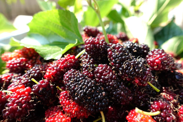 istock Close up pile fresh mulberry,Mulberry fruit,Thailand 1496601778