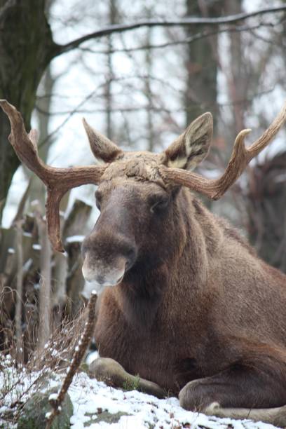 istock Moose is resting in a pristine, snow-covered landscape. 1496601950