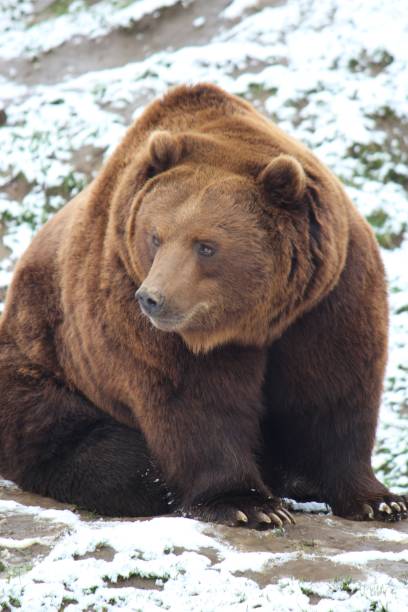 istock Brown bear is perched in the snow surveying its surroundings. 1496601952
