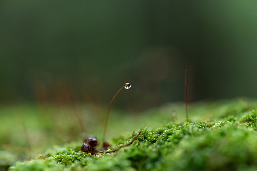 Photographing moss wet with rain with a macro lens