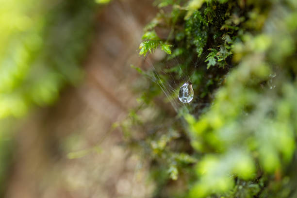 Photographing moss wet with rain with a macro lens