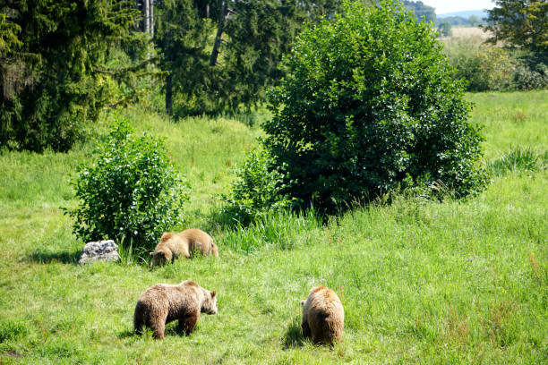 istock brown bear family herd 1496602205