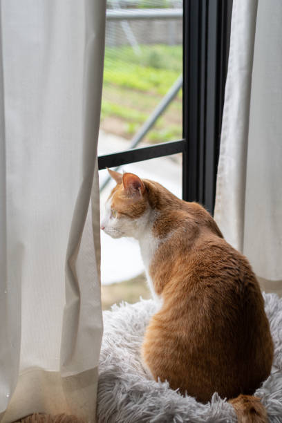 istock A cat looking out the window Brown tiger white 1496602733