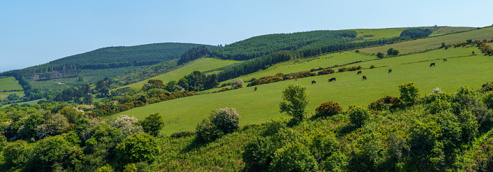 Panoramic view of black cows grazing in grass fields, in rolling hill range in County Wicklow, on a bright sunny summer day with thick foliage and trees in the foreground