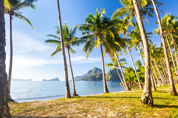 istock Palm Beach with Wooden Beach Hut: El Nido, Philippines. 1496605412