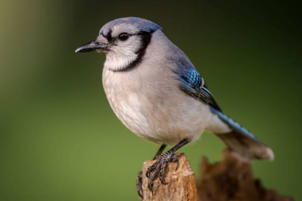 istock Closeup of a blue jay (Cyanocitta cristata) perched on a tree branch 1496605557