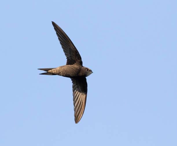 istock Common swift, Apus apus. A bird flies against a blue sky 1496606959