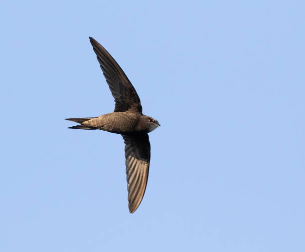 510+ Common Swift Bird Stock Photos, Pictures & Royalty-Free Images ...