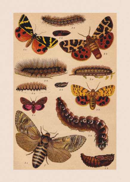 ilustrações, clipart, desenhos animados e ícones de várias borboletas (erebidae), cromolitografia, publicado em 1892 - jersey tigermoth