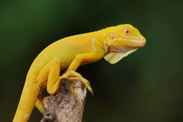istock albino iguana on a branch, albino iguana, blue iguana, red iguana, frog, 1496610607