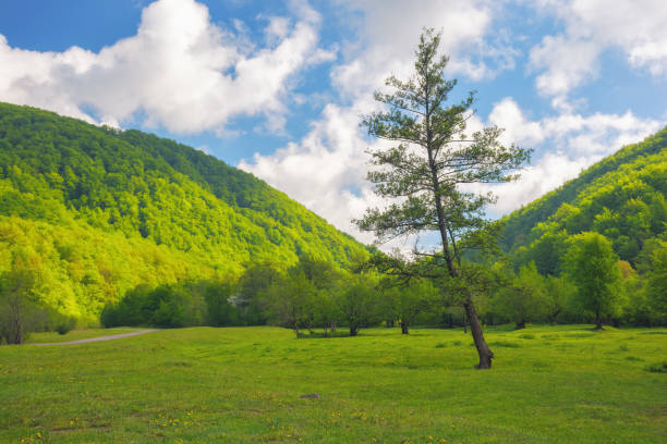 istock pine tree on the hill. fresh and green outdoor background 1496611874