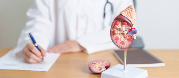 medico con modello di anatomia della ghiandola surrenale renale. malattia del sistema urinario e calcoli, cancro, giornata mondiale del rene, rene cronico, urologia, nefrite, renale, trapianto e concetto di salute - renal vein foto e immagini stock