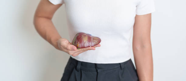 Woman holding human Liver anatomy model. Liver cancer and Tumor, Jaundice, Viral Hepatitis A, B, C, D, E, Cirrhosis, Failure, Enlarged, Hepatic Encephalopathy, Ascites Fluid in Belly and health Woman holding human Liver anatomy model. Liver cancer and Tumor, Jaundice, Viral Hepatitis A, B, C, D, E, Cirrhosis, Failure, Enlarged, Hepatic Encephalopathy, Ascites Fluid in Belly and health liver failure stock pictures, royalty-free photos & images