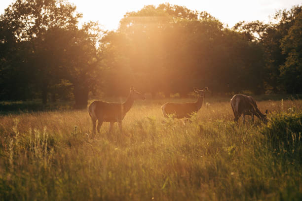 Deers straying in Richomond Park at Sunset