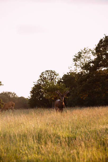 istock Deers straying in Richomond Park at Sunset 1496613018