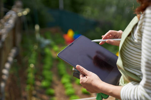 istock close-up lady working on garden with vegetables 1496613028