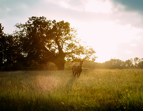 Deers straying in Richomond Park at Sunset