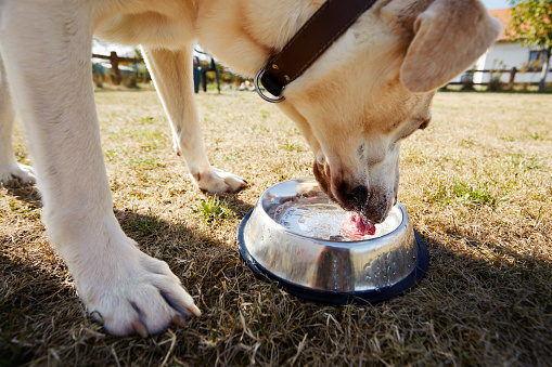 Thirsty dog during hot summer day. Selective focus on tongue of labrador retriever while drinking water from metal bowl.