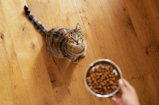 High angle view of woman feeding with dry food her cat at home. Portrait of cute pet waiting and looking at woman serving food in a steel bowl. Hungry cat looking at food while owner serving meal in a steel dish.