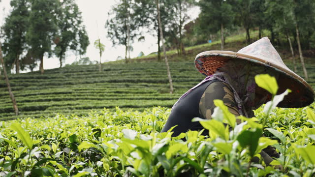 Real tea farmers harvesting tea leaves