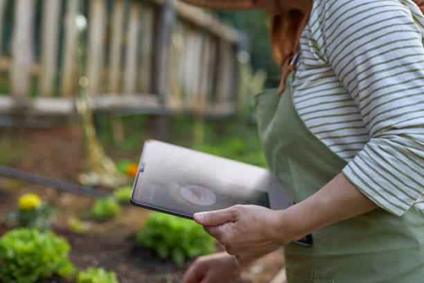 istock close-up lady working on garden with vegetables 1496616026
