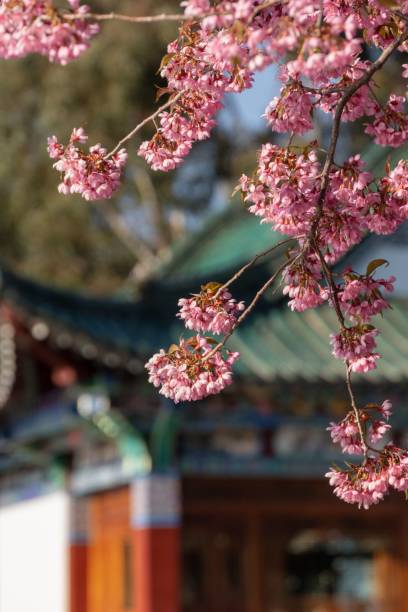 istock Vibrant tree with pink flowers in full bloom 1496617913
