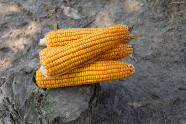 istock ripe yellow corn on Wooden background 1496618316