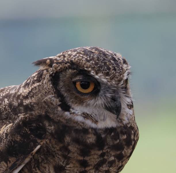 istock Closeup of an owl perched on a wooden post 1496618403