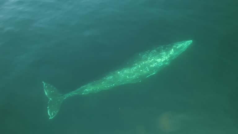 Grey California Whale (Eschrichtius robustus) in clear ocean water.