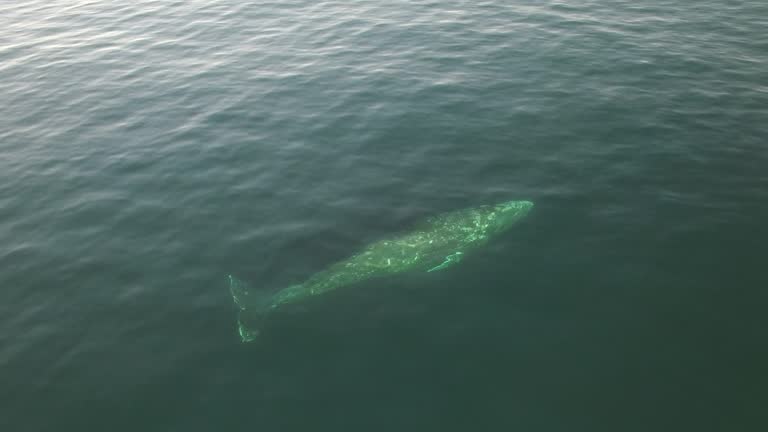 Grey California Whale top view.