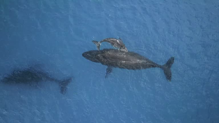 Whale North Atlantic smooth whale is rarest species of smooth whale family.