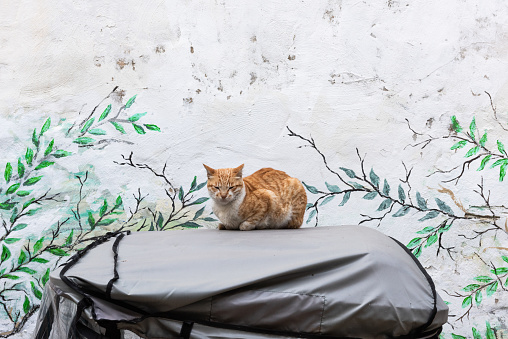 An orange tabby street cat rests on the roof of a golf cart with a painted and weathered white wall in the background.