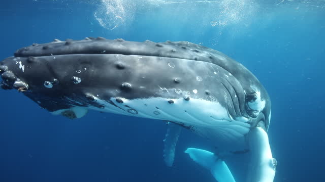 Humpback whales underwater of Pacific Ocean.