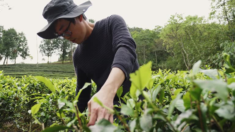 Real tea farmers harvesting tea leaves