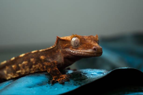istock Closeup of a  Crested gecko on a blue background 1496622679