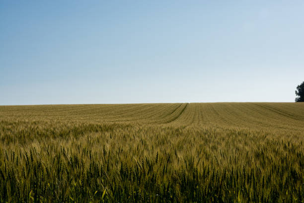 istock Green wheat field and blue sky 1496623246