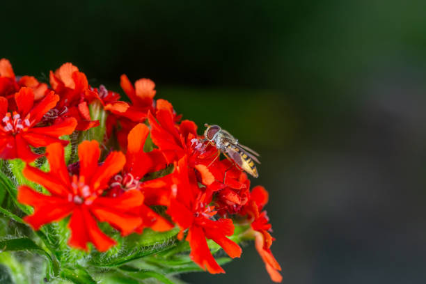 A marmalade hoverfly insect sits on a red flower macro photography on a summer sunny day. Flower fly sits on a red petals maltese-cross flower close-up photo in the summer.