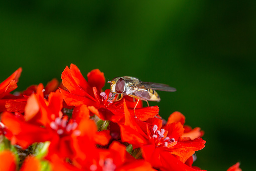 A marmalade hoverfly insect sits on a red flower macro photography on a summer sunny day. Flower fly sits on a red petals maltese-cross flower close-up photo in the summer.