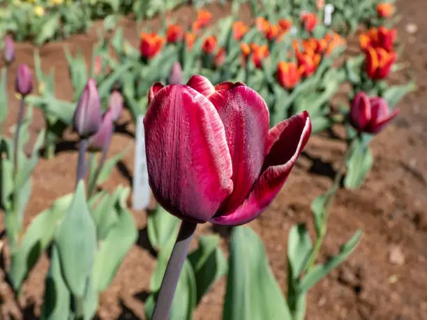 Photo of Tulip African queen bearing single, cup-shaped flowers with mauve outsides fading to white at their margins, marked with yellow at their bases. The insides are purple red with white margins