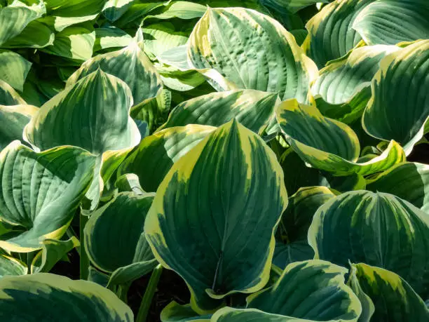 Photo of Plantain lily (Hosta fluctuans) 'Sagae' with large, thick, wavy, widely oval, frosted blue-green leaves turning gray-green with irregular margins