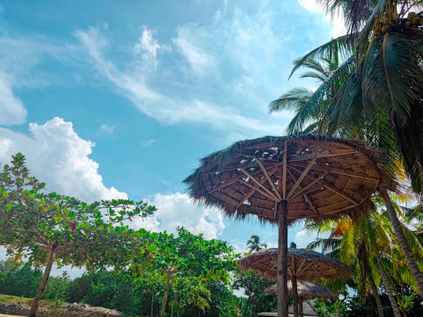 istock straw umbrellas and trees on a cloudy sunny day 1496625473