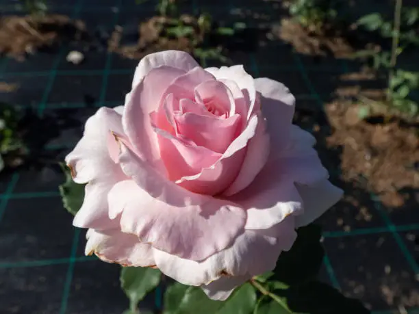 Photo of Bush rose plant 'Anna Pavlova' blooming with large, globular, sumptuous flowers in soft delicate pink colour in the garden